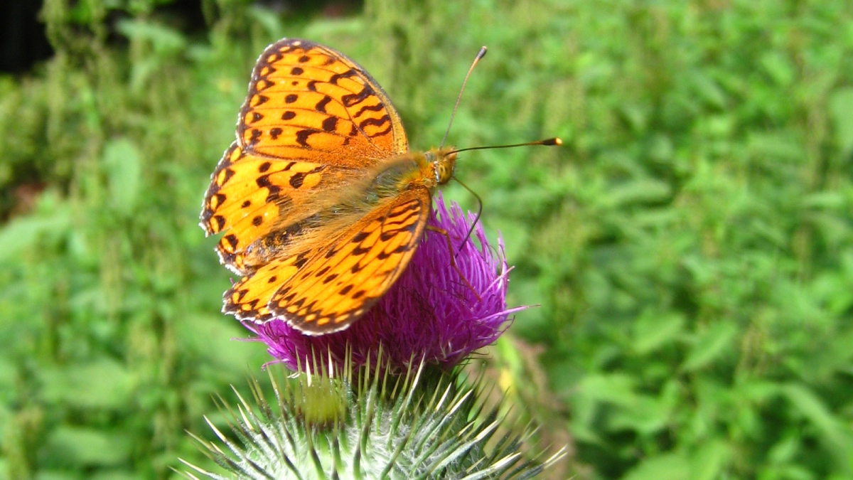 Tabac d’Espagne – Argynnis paphia