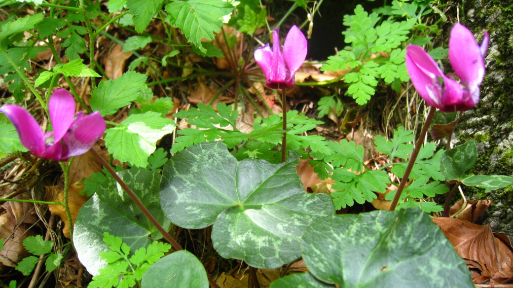 Cyclamen - Cyclamen Purpurascens