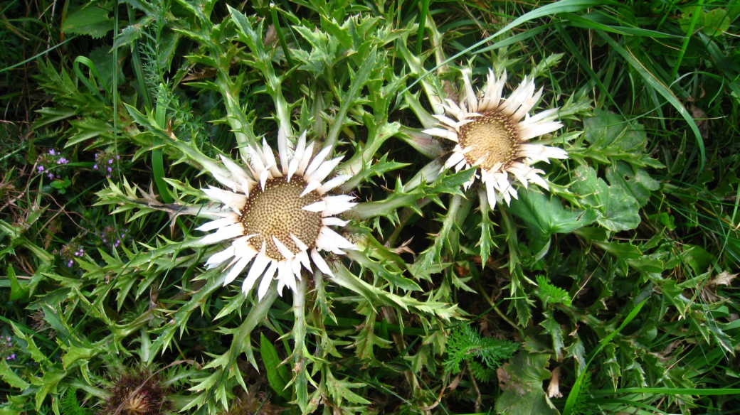 Chardon Argenté - Carlina Acaulis