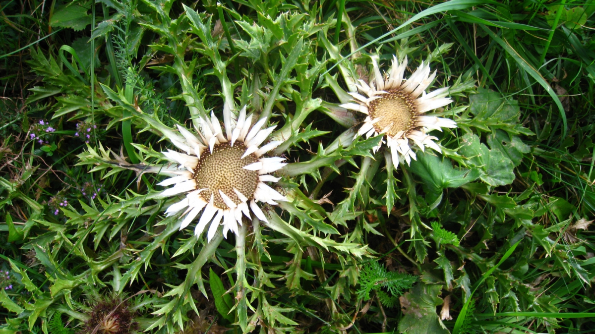 Chardon Argenté – Carlina Acaulis