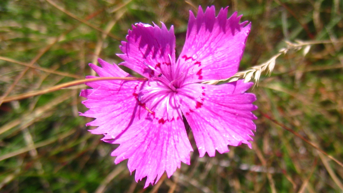 Œillet des Rochers – Dianthus Sylvestris