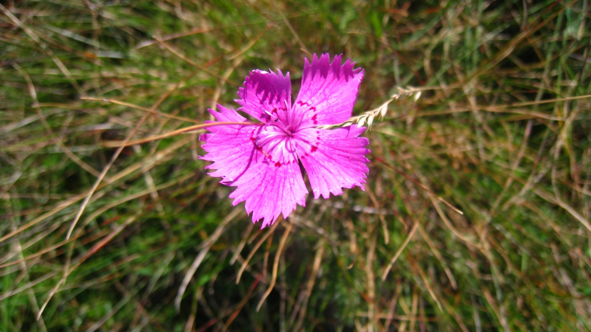 Œillet des Rochers – Dianthus Sylvestris