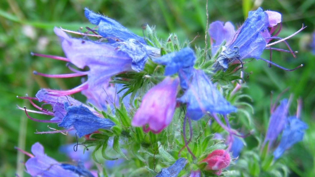 Viperine Commune - Echium Vulgare 