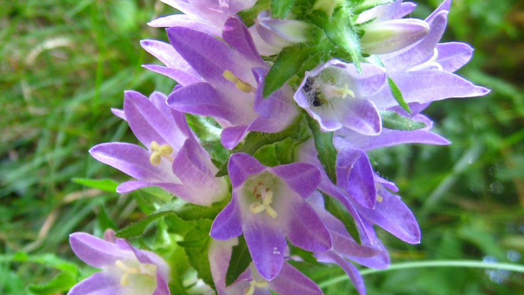 Campanule à Larges Feuilles - Campanula Latifolia