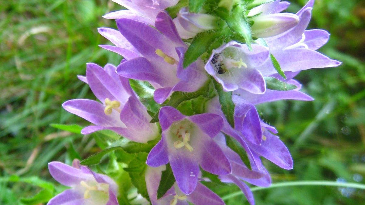 Campanule à Larges Feuilles – Campanula Latifolia