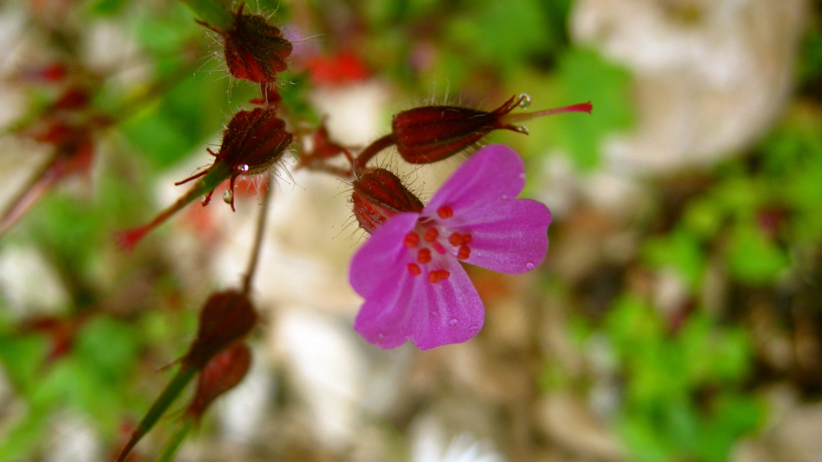 Silène – Caryophyllaceae