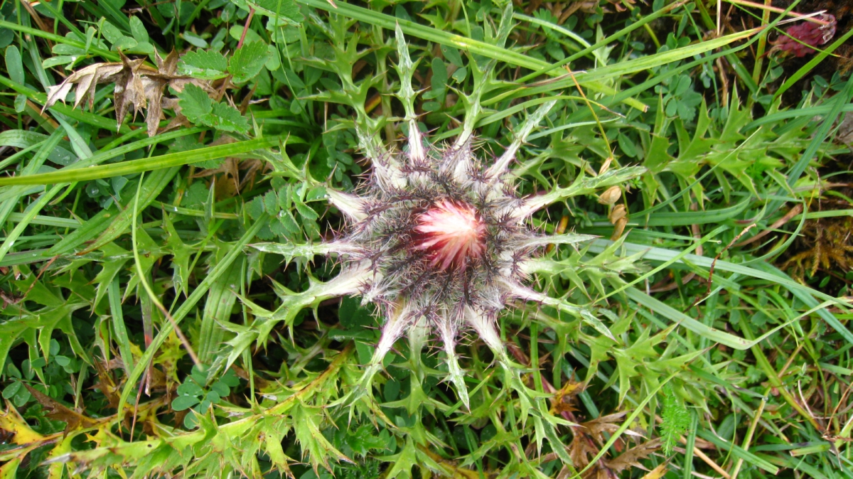 Chardon Argenté – Carlina Acaulis