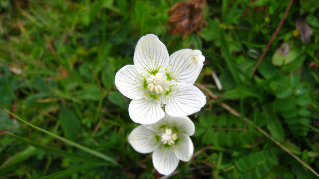 Parnassie des Marais - Parnassia Palustris