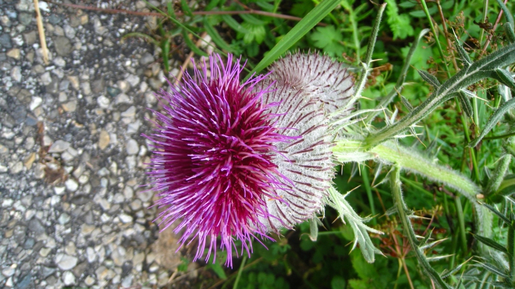 Cirse Laineux - Cirsium Eriophorum