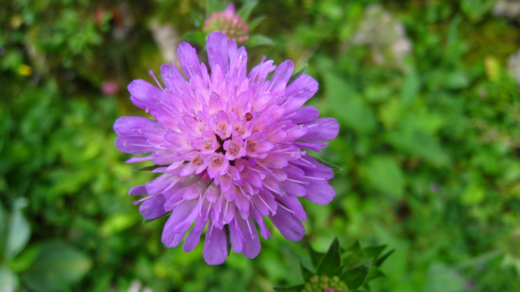 Knautie des Champs - Knautia Arvensis