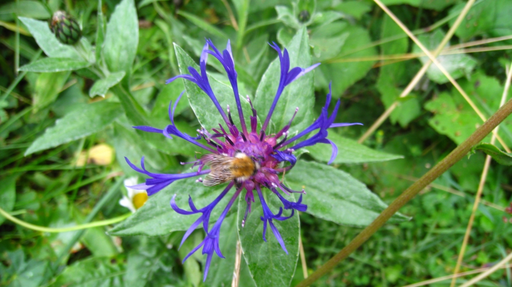 Centaurée des Montagnes - Centaurea Montana