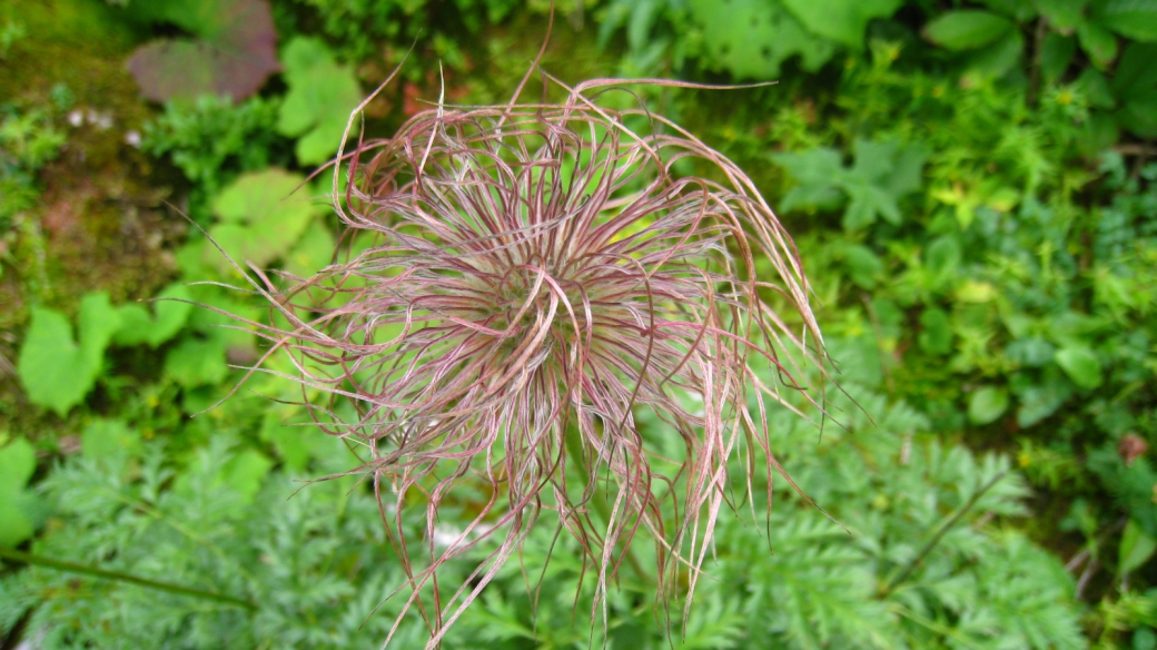 Anémone Pulsatille - Pulsatilla Vulgaris