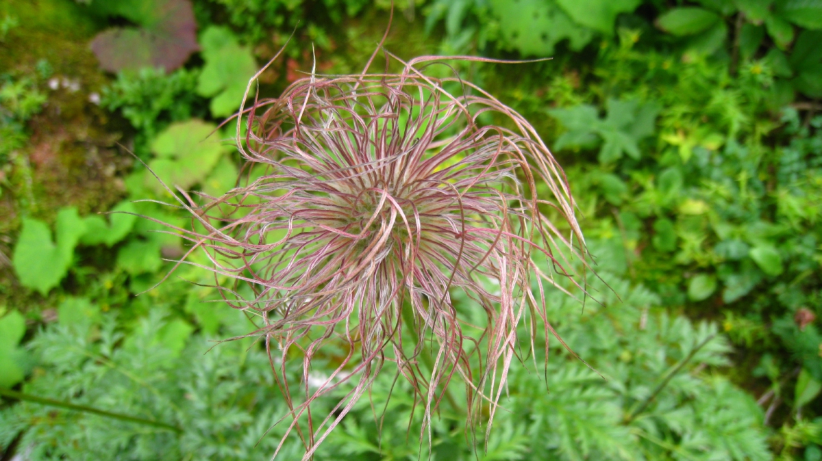 Anémone Pulsatille – Pulsatilla Vulgaris