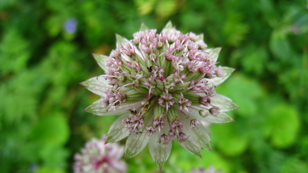 Grande Astrance - Astrantia Major