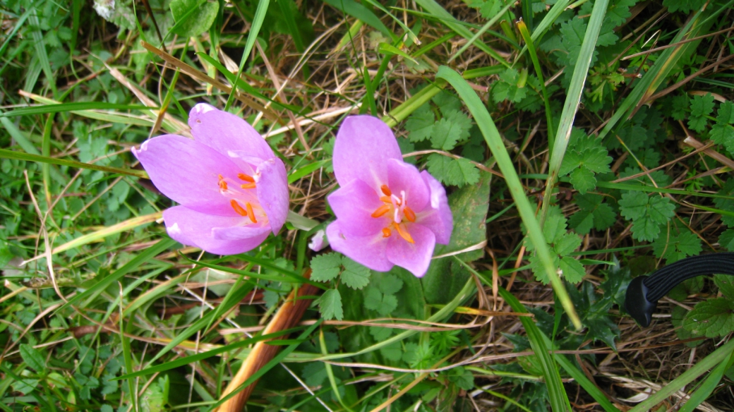 Colchique - Colchicum