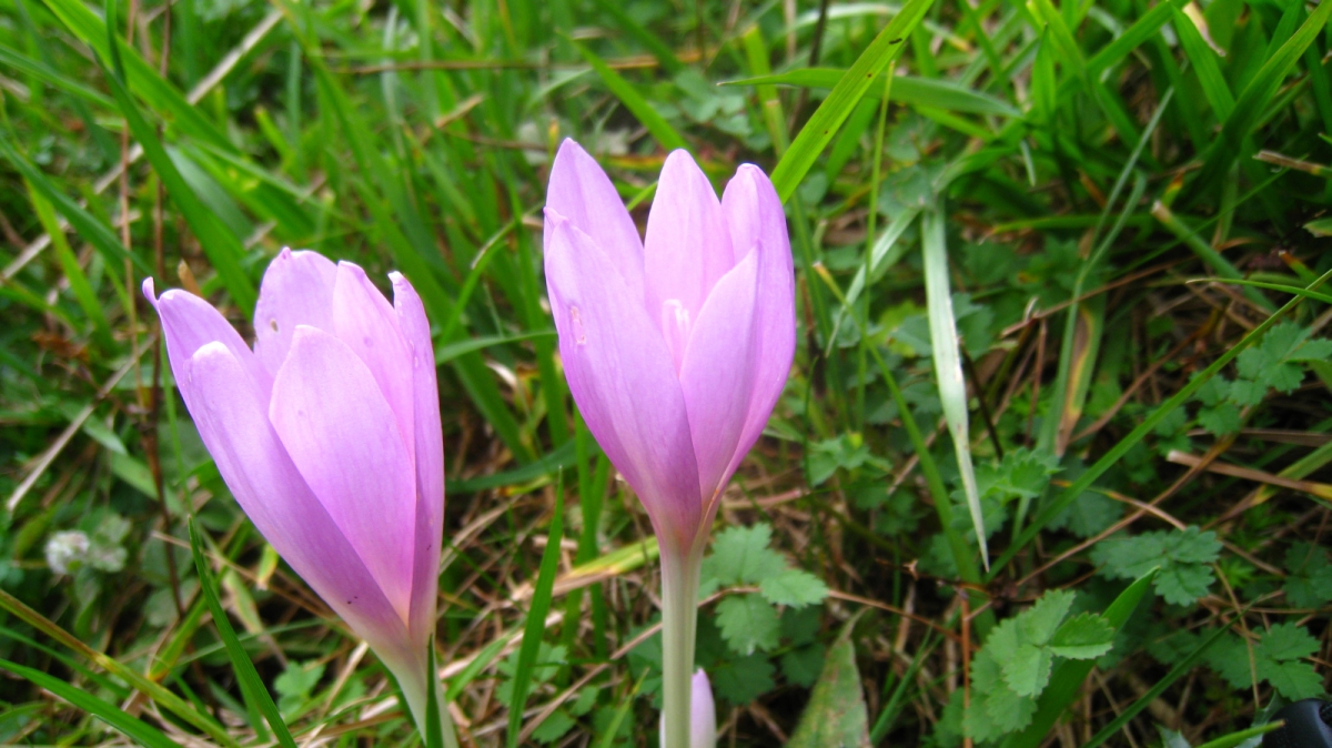 Colchique – Colchicum