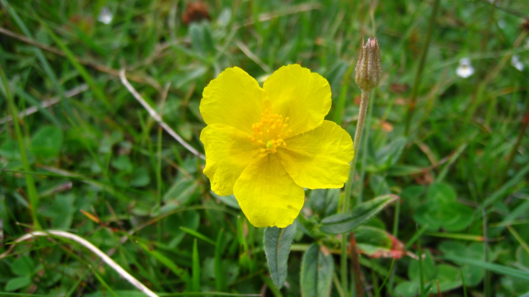 Bouton d'Or - Ranunculus