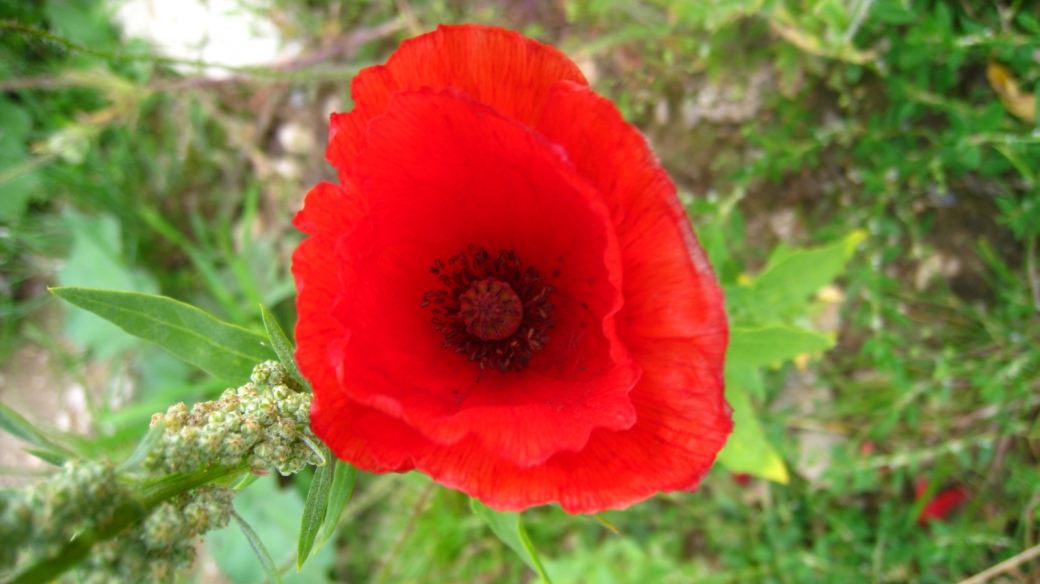 Coquelicot - Papaver Rhoeas