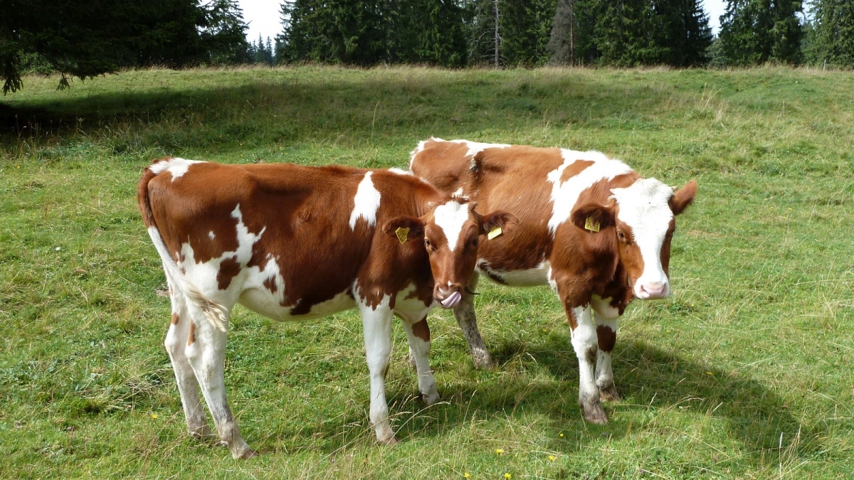 Petits Plats – Vaud – Suisse