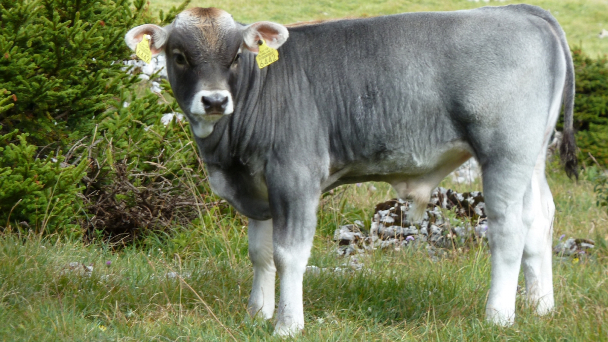 Rionde Dessus – Bassins – Vaud – Suisse