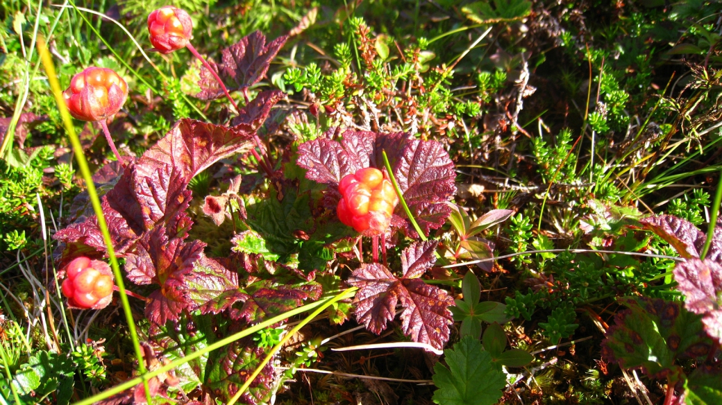 Molte (norvégien) - Plaquebière (français) - Rubus Chamaemorus