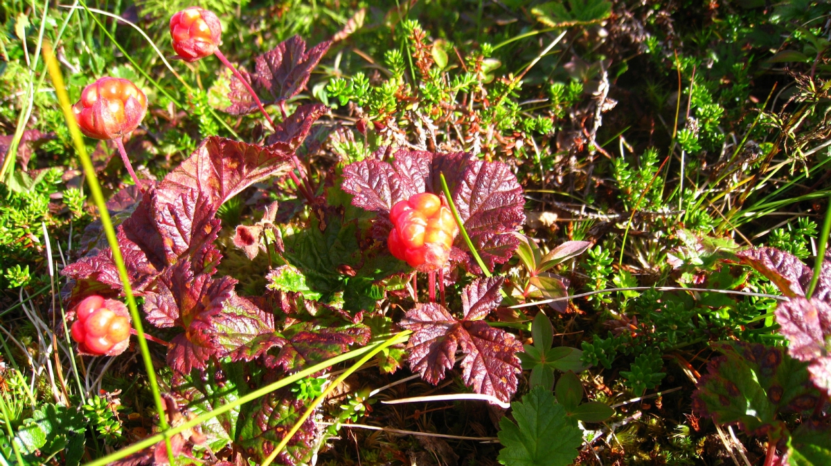 Molte (norvégien) – Plaquebière (français) – Rubus Chamaemorus