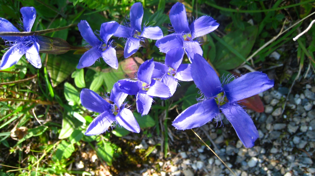 Gentiane Ciliée - Gentianopsis Ciliata