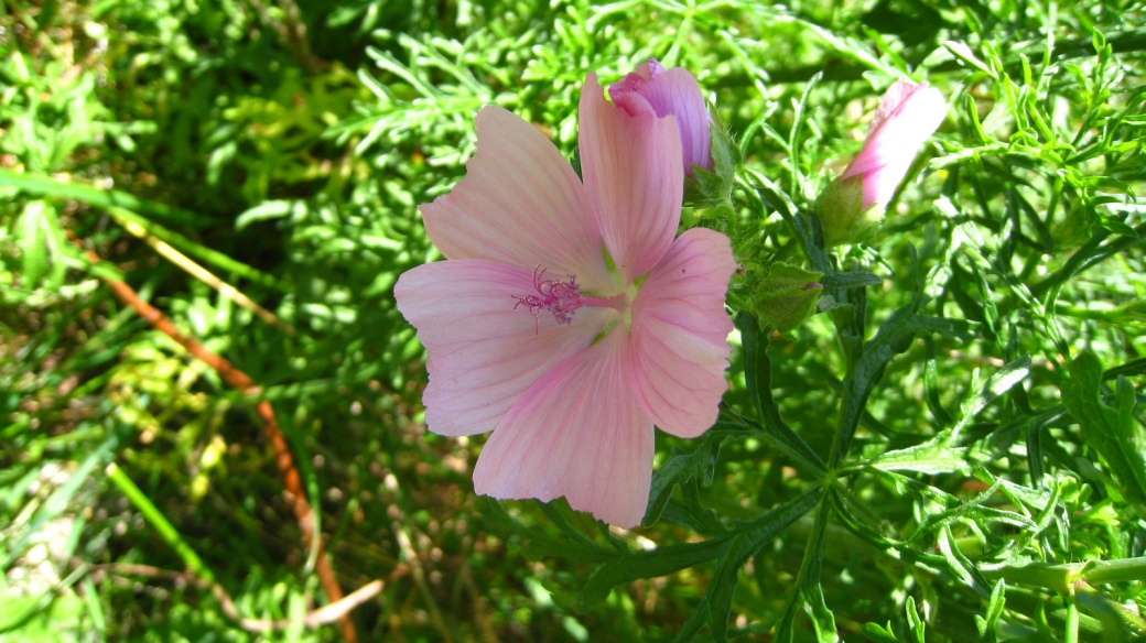 Mauve Musquée - Malva Moschata