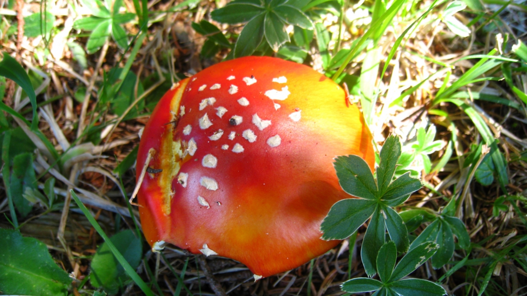 Amanite Tue-Mouches - Amanita Muscaria