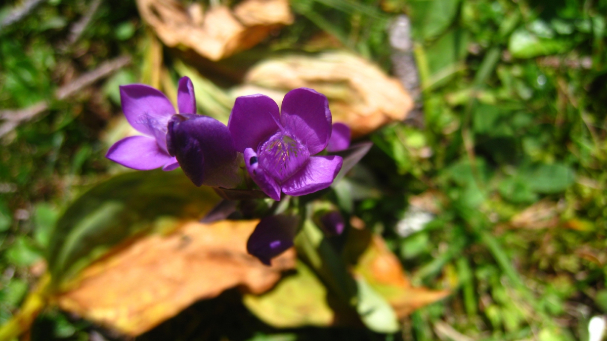 Gentiane des Champs – Gentianella Campestris