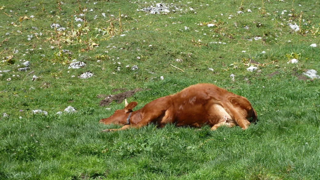 Les Petites Chaumilles - Vaud - Suisse