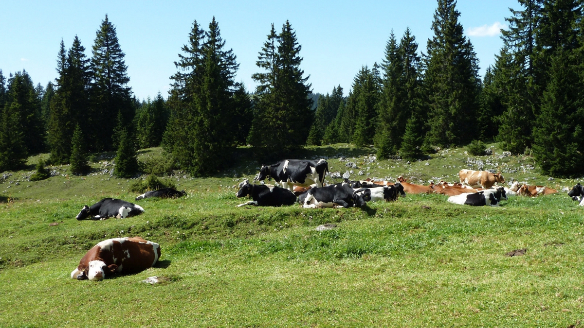 Pré de Denens – Le Chenit – Vaud – Suisse