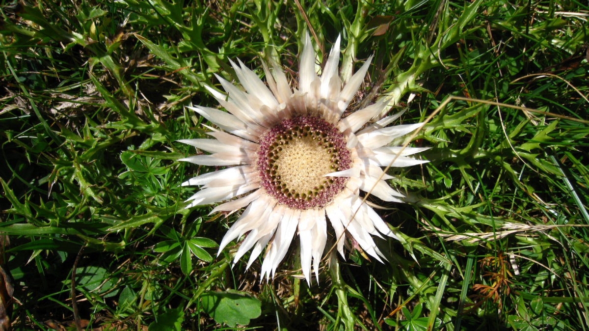 Chardon Argenté – Carlina Acaulis