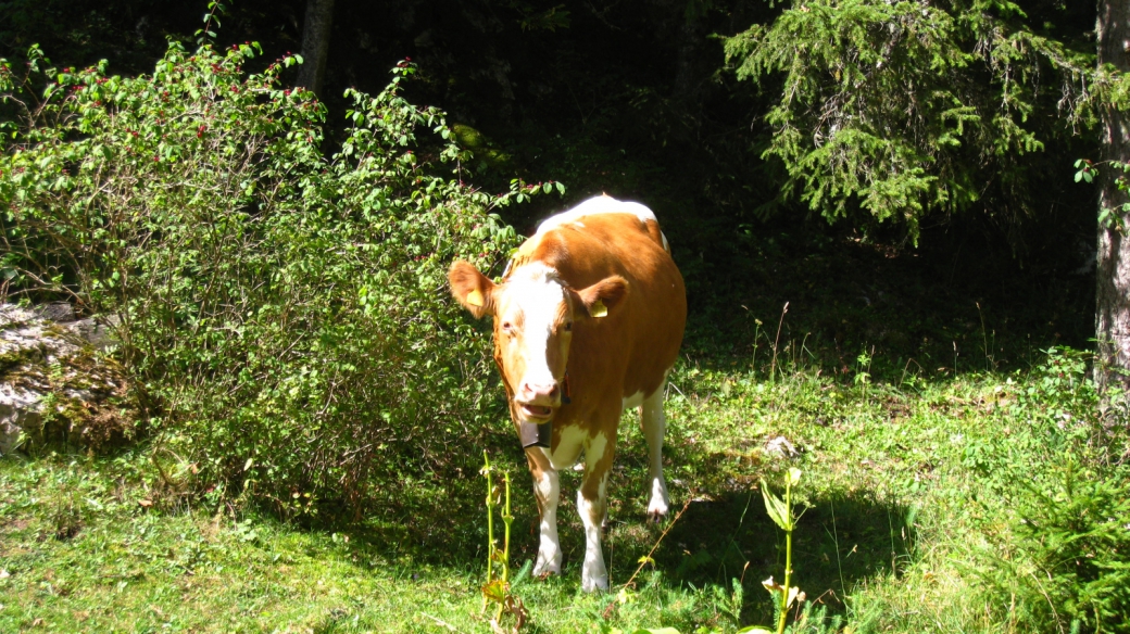 Pré de l'Haut-Dessus - Vaud - Suisse