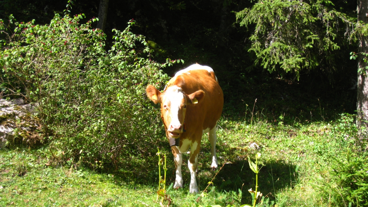 Pré de l’Haut-Dessus – Vaud – Suisse