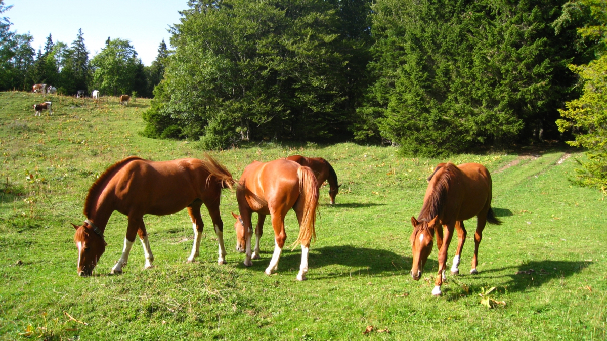 A proximité du Bois des Croisettes – Vaud – Suisse