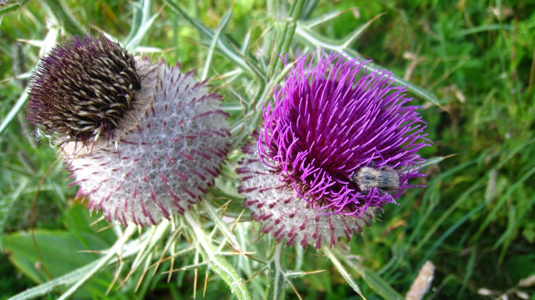 Cirse Laineux - Cirsium Eriophorum