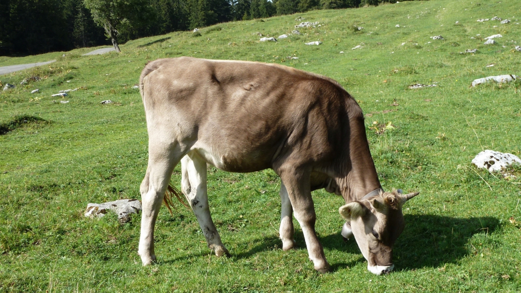 Pré de l'Haut-Dessous - Vaud - Suisse