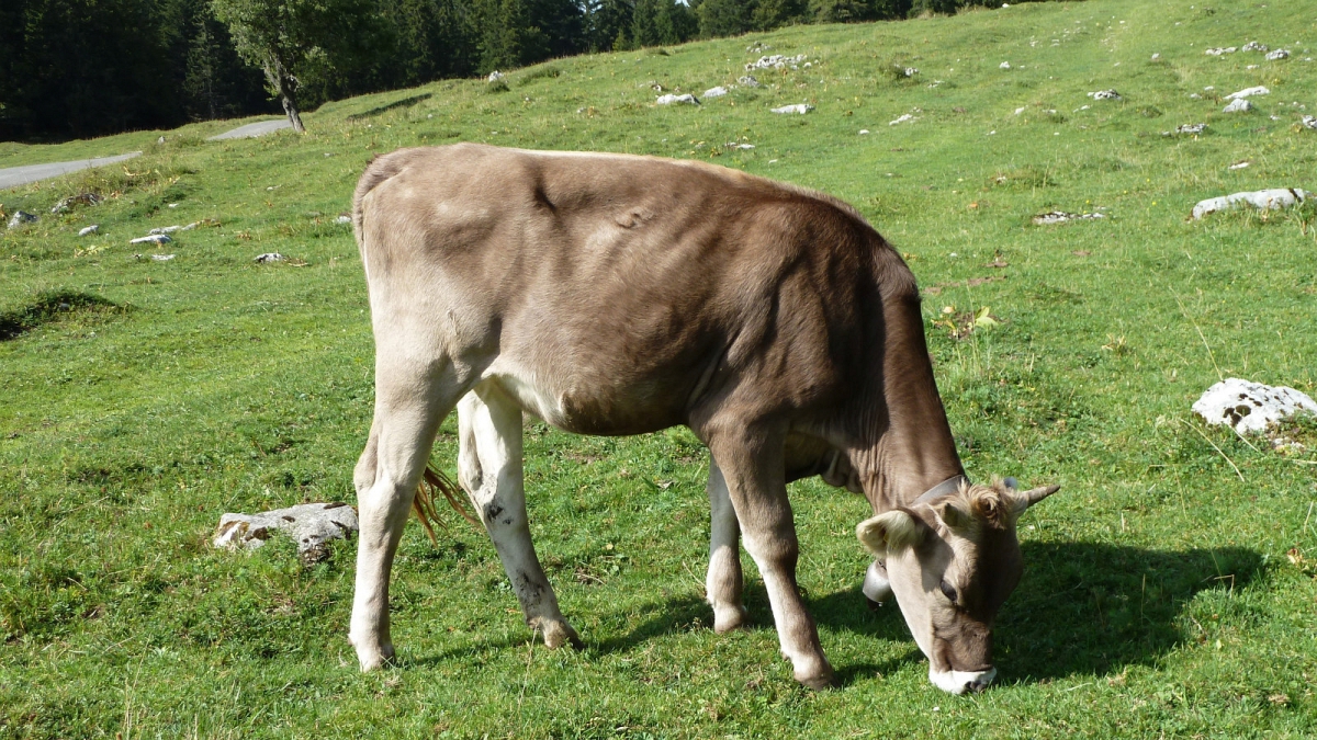 Pré de l’Haut-Dessous – Vaud – Suisse