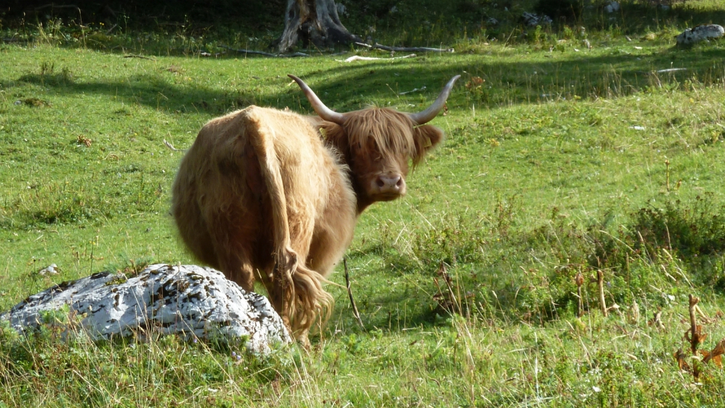 Alpage des Croisettes - Vaud - Suisse