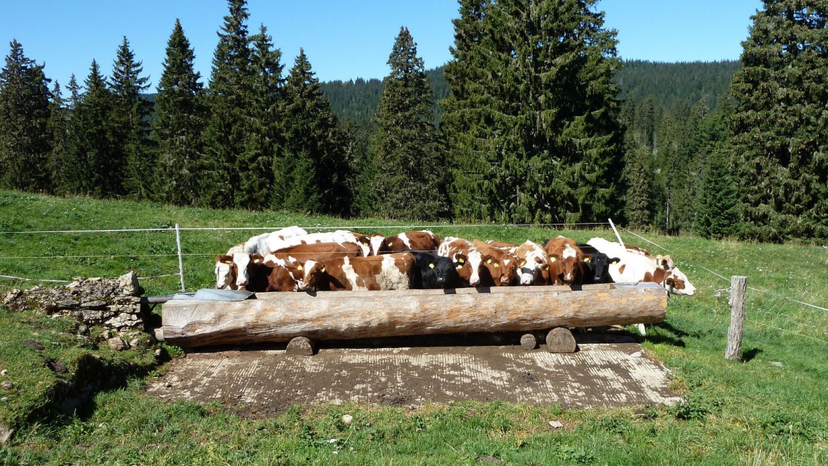 Quelque part dans le Jura – Vaud – Suisse
