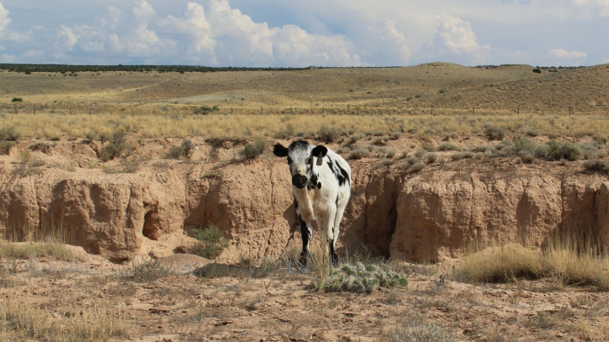 Wedge Overlook – Utah
