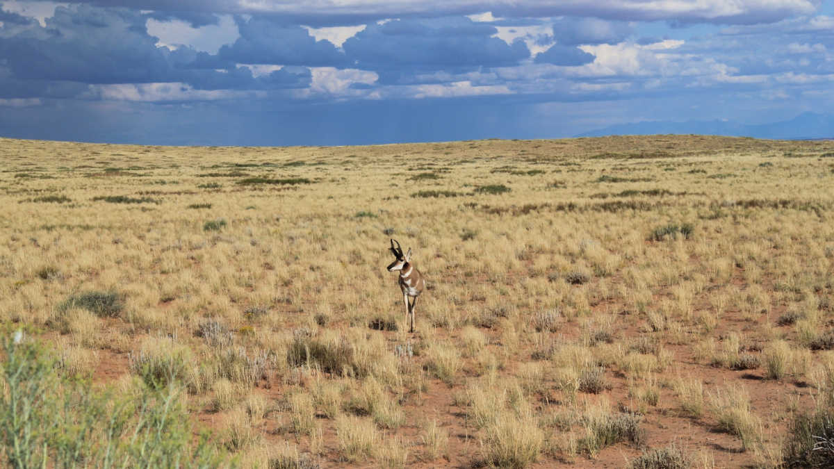 Pronghorn – Antilocapra Americana