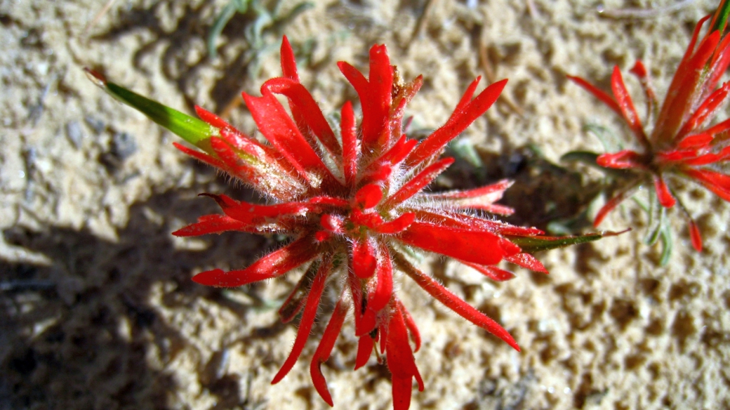 Desert Indian Paintbrush - Castilleja Chromosa