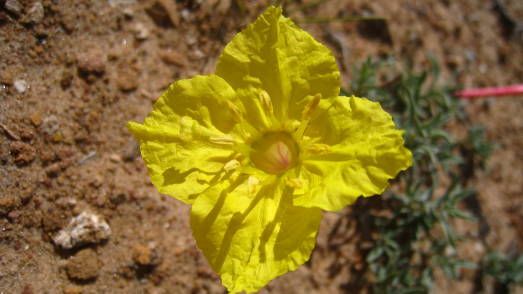 Lavender Evening Primrose - Calyophus Lavandulifolia