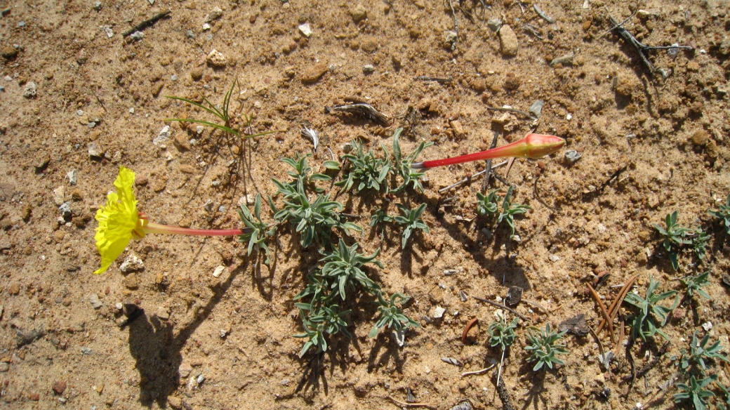 Lavender Evening Primrose - Calyophus Lavandulifolia