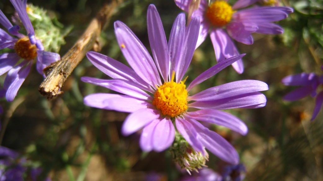 Hoary Tansyaster - Dieteria Canescens