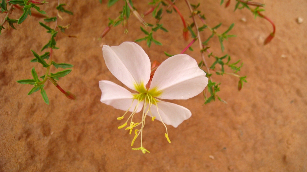 Pale Evening Primrose - Oenothera Pallida