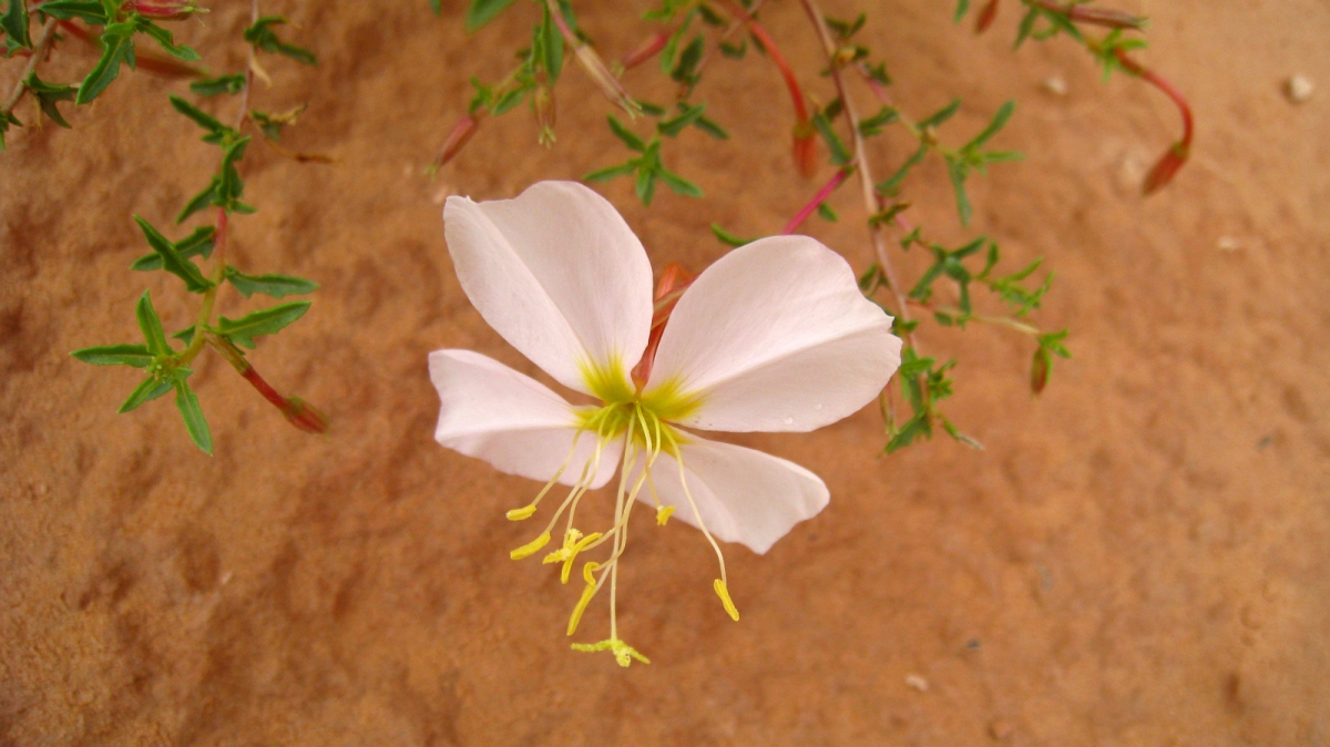 Pale Evening Primrose – Oenothera Pallida