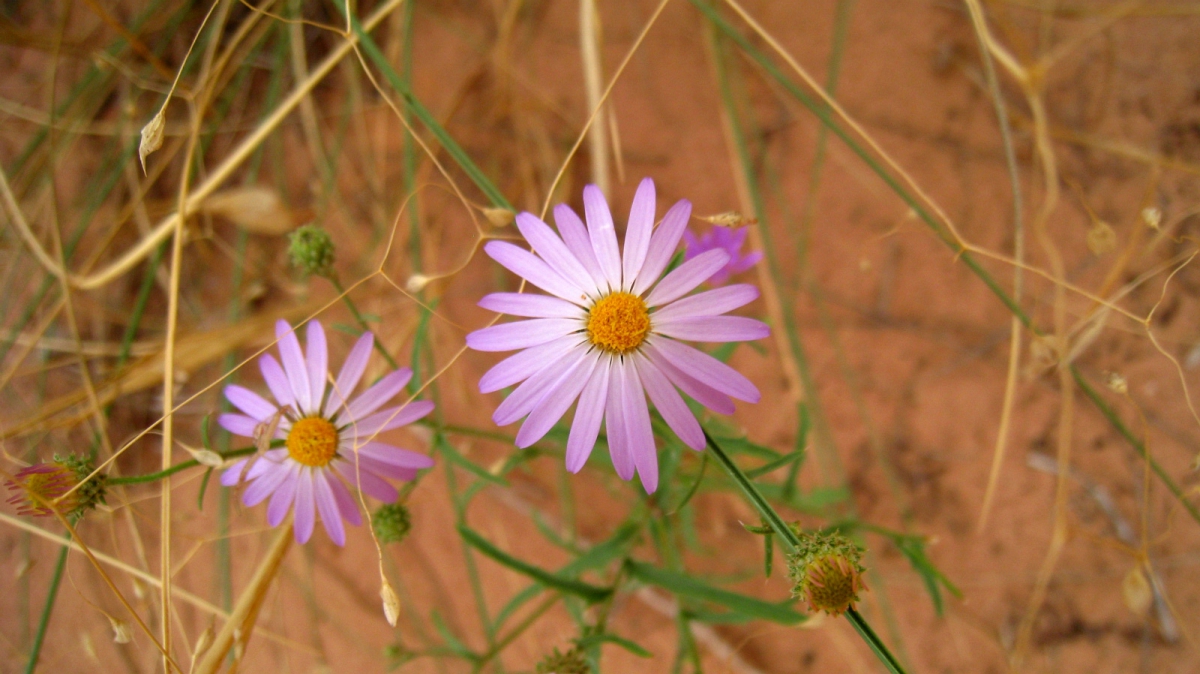 Purple Aster – Symphyotrichum Ascendens